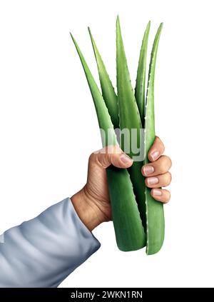 Tenant un bouquet de feuilles d'Aloe Vera comme plante médicinale succulente avec des propriétés cicatrisantes anti-inflammatoires et comme remède à base de plantes détoxifiant Banque D'Images