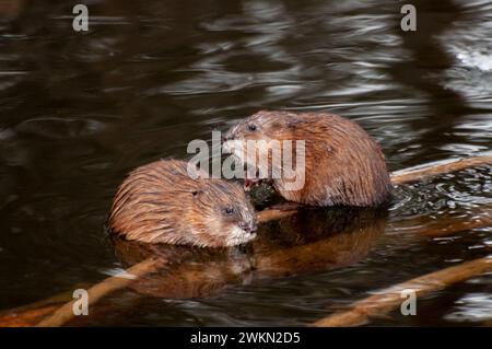 Vadnais Heights, Minnesota. Parc régional du lac Vadnais. Un couple de rats musqués, Ondatra zibethicus reposant sur des branches dans un ruisseau. Banque D'Images