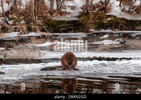 Vadnais Heights, Minnesota. Parc régional du lac Vadnais. Un rat musqué, Ondatra zibethicus mangeant de la végétation tout en se reposant sur une plaque de glace près du ruisseau. Banque D'Images