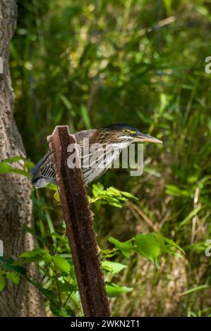 Vadnais Heights, Minnesota. Forêt John H. Allison.. Un héron vert, Butorides virescens chassant d'un poteau rouillé dans les bois. Banque D'Images