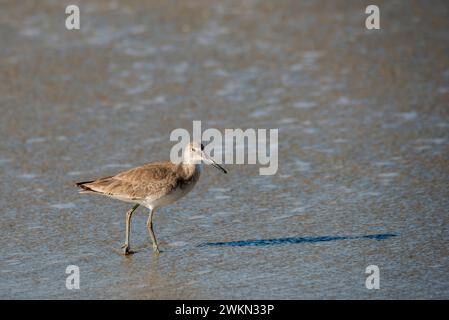 Laguna Beach, Californie. Un Willet, Tringa semipalmata pataugant dans l'océan Pacifique adulte, plumage hivernal Banque D'Images