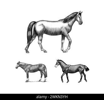 Un ensemble de chevaux dans différentes poses sur Un fond blanc. Animal dessiné à la main. Esquisse de contour gravé sur bois. Illustration gravée vectorielle pour logo et tatouage Illustration de Vecteur