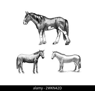 Un ensemble de chevaux dans différentes poses sur Un fond blanc. Animal dessiné à la main. Esquisse de contour gravé sur bois. Illustration gravée vectorielle pour logo et tatouage Illustration de Vecteur