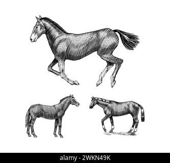 Un ensemble de chevaux dans différentes poses sur Un fond blanc. Animal dessiné à la main. Esquisse de contour gravé sur bois. Illustration gravée vectorielle pour logo et tatouage Illustration de Vecteur