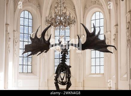 Ossements d'un cerf géant européen de l'âge glaciaire, Megaloceros giganteus (wapiti irlandais) au Musée allemand de la chasse et de la pêche à Munich, en Allemagne. Banque D'Images