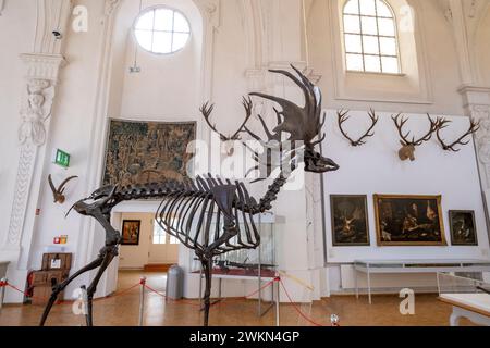 Ossements d'un cerf géant européen de l'âge glaciaire, Megaloceros giganteus (wapiti irlandais) au Musée allemand de la chasse et de la pêche à Munich, en Allemagne. Banque D'Images