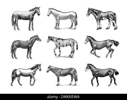 Un ensemble de chevaux dans différentes poses sur Un fond blanc. Animal dessiné à la main. Esquisse de contour gravé sur bois. Illustration gravée vectorielle pour logo et tatouage Illustration de Vecteur