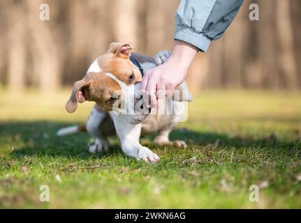 Un chien mixte de race Pit Bull Terrier se porte à la main lorsqu'il reçoit un régal Banque D'Images