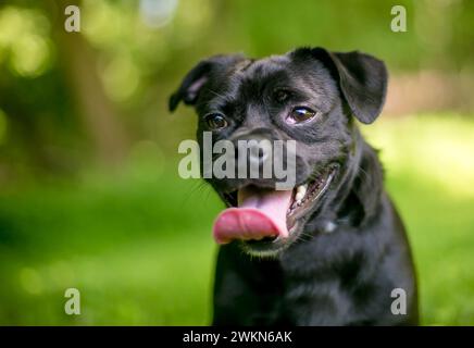 Un chien carlin noir joyeux haletant à l'extérieur Banque D'Images