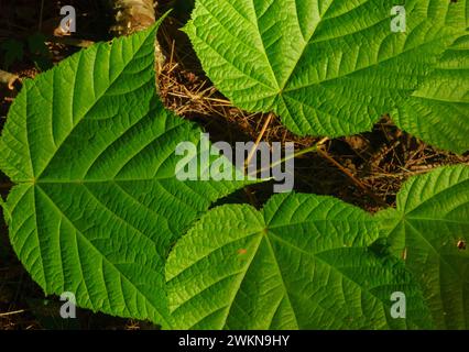 Érable rayé, Acer pensylvanicum, cultivé en été dans la région sauvage de Pharoah Lake dans les montagnes Adirondack de l'État de New York Banque D'Images