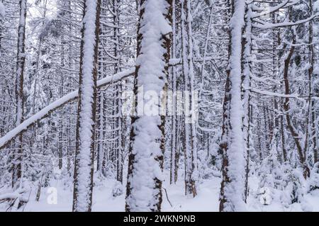 Sapin baumier (Abies balsamea) après une tempête de neige dans les montagnes Adirondack de l'État de New York Banque D'Images