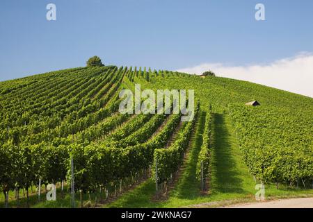 Vitis - plantation de vignes sur une colline à la fin de l'été, Heilbronn, Allemagne Banque D'Images
