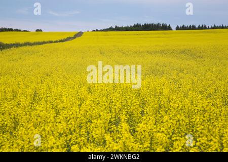 Champ cultivé de cultures de canola jaune avec chemin de terre, Saint-Jean, Ile d'Orléans, Québec, Canada. Banque D'Images