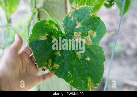 Un jardinier examine les feuilles d'une plante de concombre affectée par la maladie de la mosaïque du concombre. Taches sur une feuille verte. Banque D'Images