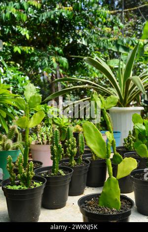 Petite plante en pot succulents par vue de face. Personne. Banque D'Images