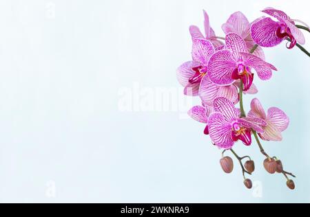 Orchidée rose sur fond blanc Banque D'Images