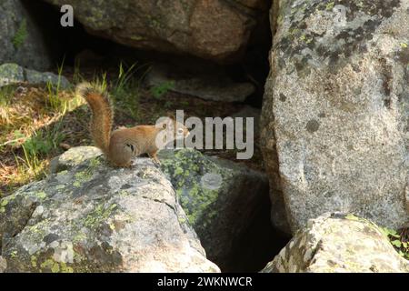 Écureuil roux (Tamiasciurus hudsonicus) sur un rocher dans les montagnes Beartooth, Montana Banque D'Images