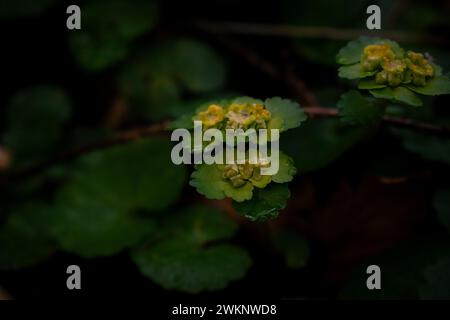 Saxifrage doré à feuilles alternées (chrysosplium alternifolium), gros plan, Neubeuern, Allemagne Banque D'Images