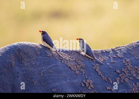 Oiseaux de pics à bec jaune (Buphagus africanus) assis sur le dos à un rhinocéros noir (Diceros bicornis) en Afrique, Maasai Mara, Kenya Banque D'Images