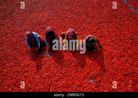 Raiganj, Inde. 18 février 2024. Les travailleuses transforment et sèchent les piments rouges sous le soleil près de Raignaj, au Bengale occidental. Chaque jour, ces travailleuses gagnent environ 2 dollars (INR 150) pour travailler 8 heures par jour. Le travail est l'une des principales sources de revenus pour leurs familles pendant la session d'été. (Photo par Avishek Das/SOPA images/SIPA USA) crédit : SIPA USA/Alamy Live News Banque D'Images