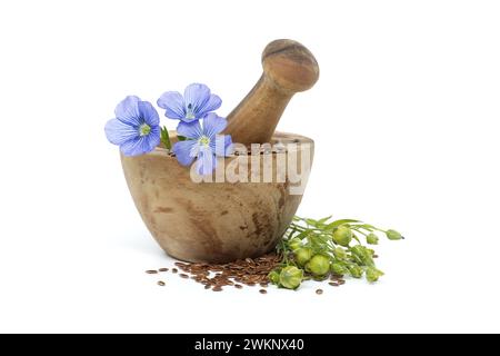 Mortier en bois rempli de petites graines de lin brun et une plante de lin bleu fleurit aux côtés de capsules rondes de fruits de lin isolées sur fond blanc Banque D'Images