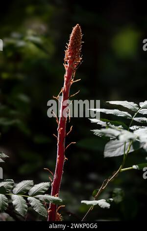 Pinedrops & Wild rose, montagnes Wallowa, Oregon. Banque D'Images