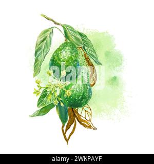 Branche d'aquarelle d'avocat, feuilles graphiques dorées. Illustration sur un fond de tache d'aquarelle. Élément de conception pour cartes d'anniversaire, invitation de mariage Banque D'Images