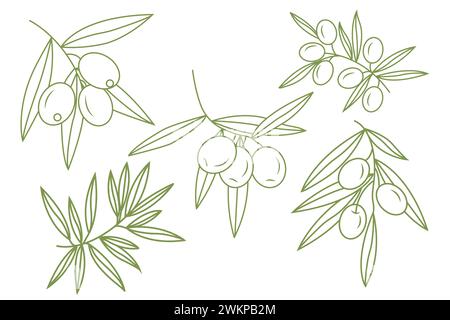 Un ensemble de brins avec des olives. Icônes simples dans le style doodle. Illustration vectorielle isolée sur fond blanc. Illustration de Vecteur