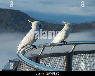 Deux magnifiques cacatoès blancs à crête de soufre perchés sur la balustrade à Echo point belvédère surplombant les nuages et les gommiers des Blue Mountains Banque D'Images