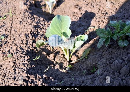 Les premières feuilles de chou se forment dans le jardin. Banque D'Images