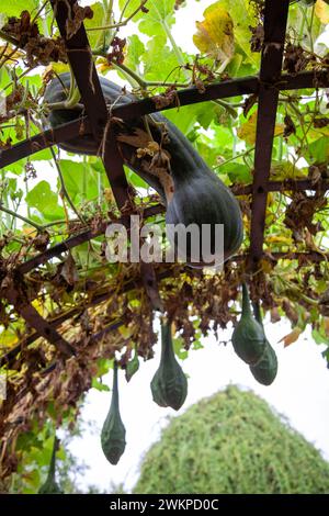 Tunnel Gourd à Babylonstoren dans Simondium Winelands dans Western Cape, Afrique du Sud Banque D'Images