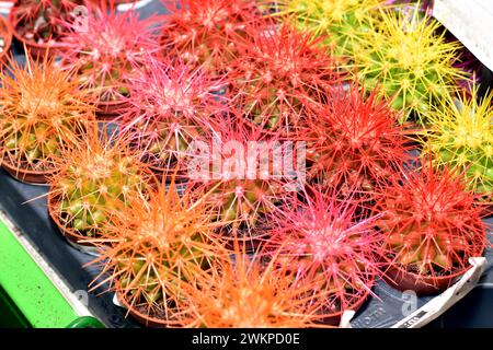 Vitrine dans un magasin avec des cactus de différentes couleurs. Banque D'Images