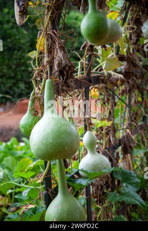 Tunnel Gourd à Babylonstoren dans Simondium Winelands dans Western Cape, Afrique du Sud Banque D'Images