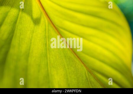 Incroyable macro feuille verte. Gros plan ensoleillé lumineux, culture panoramique artistique. Détail de la texture rétro-éclairée et le motif de la feuille de palmier plante les veines nature Banque D'Images
