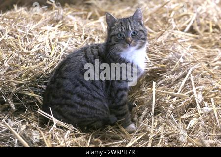 Eine Hauskatze blickt am Dienstag 13.02.2024 in der Gemeinde Ruhner Berge, OT Drenkow Landkreis Ludwigslust Parchim auf dem örtlichen Siebengiebelhof BEI einem Presstermin neugierig in die Kamera. IM Verlauf des Tages besuchte die Bundesministerin für Umwelt, Naturschutz, nukleare Sicherheit und Verbraucherschutz, Steffi Lemke den Hof. Dort informierte sie sich über die aktuellen Herausforderungen in der Landwirtschaft und künftige Lösungsansätze für die Landwirte. DAS landwirtschaftliche Unternehmen ist ein kleiner, innovativer Betrieb mit 25 Milchkühen in Weidehaltung, eigener Käserei und Di Banque D'Images