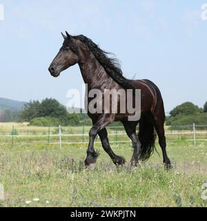Étonnante jument frisonne qui court sur le pâturage en été Banque D'Images