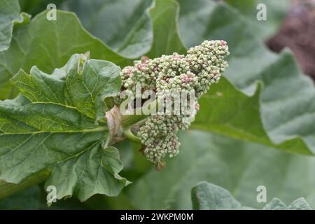 Bourgeon de fleur de Rhubard, plante cultivant les feuilles vigoureusement et boulonnant au début du printemps, Berkshire, mai Banque D'Images