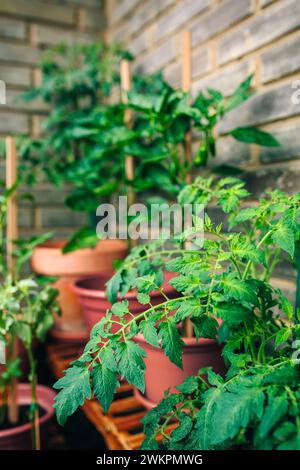 Gros plan des feuilles de tomates poussant sur des pots en céramique sur un potager dans le balcon de l'appartement de la ville. Concept de jardin biologique urbain durable. Banque D'Images