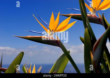 Oiseau de paradis ou fleur de grue (Strelitzia reginae) la Palma, Îles Canaries, Espagne Banque D'Images