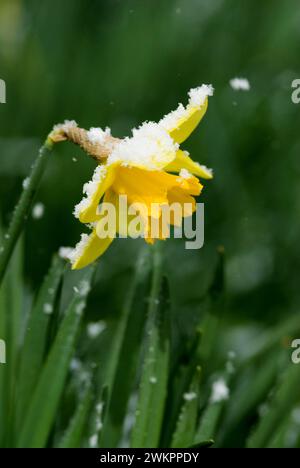 Jonquille jaune (Narcissus Pseudonarcissus) et neige fraîche tombée au printemps Banque D'Images