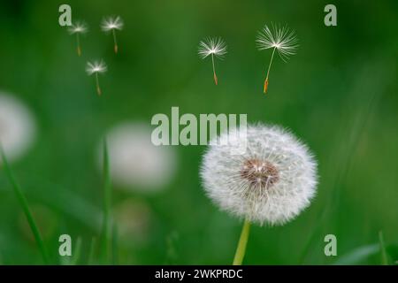 Gros plan d'une boule de soufflage (Taraxacum officinale), les graines s'envolent Banque D'Images