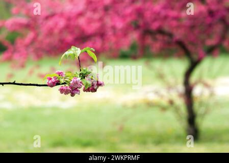 Apple Blossom rose au printemps Banque D'Images