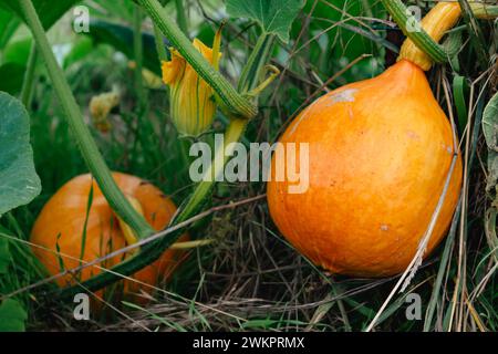 Courge rouge kuri ou courge à l'oignon dans un jardin écologique, cucurbita maxima Banque D'Images