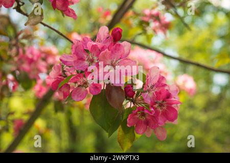 Pomme Malus Rudolph arbre, avec des fleurs de rose foncé dans le fond flou bokeh. Ressort. Motif fleuri abstrait. Banque D'Images