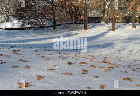 Feuilles couchées sur la neige Banque D'Images