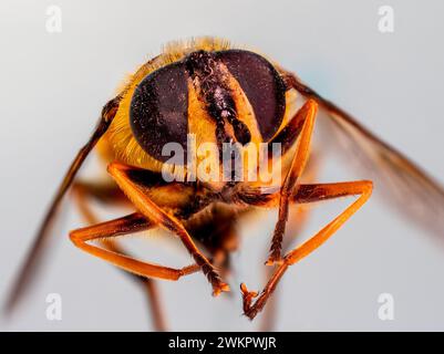 guêpe, macro photo, beaucoup de détails, face à la caméra, insecte volant, nom latin Vespula vulgaris Banque D'Images