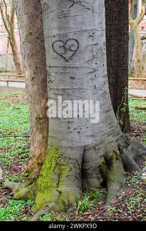 Le tronc d'un hêtre européen (Fagus Sylvatica) dans l'écorce est sculpté un coeur Banque D'Images