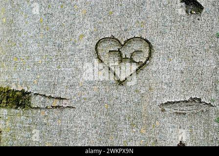 Inscription sculptée dans un hêtre, un coeur avec les initiales J et C. Banque D'Images