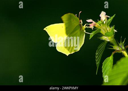 A4H9D3 Brimstone gonepteryx rhamni femelle sur ortie morte lamium maculatum Allemagne Europe Banque D'Images