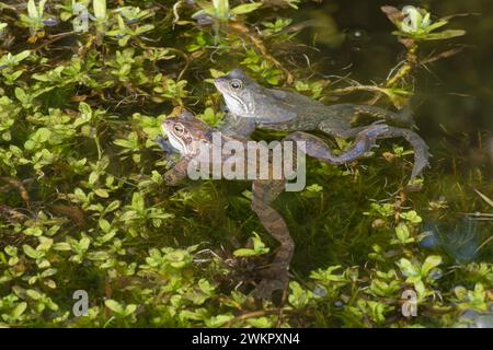 Grenouilles communes, Rana temporaria, mâles en attente dans un étang de reproduction pour que les femelles arrivent pour le frai, février, jardin Banque D'Images